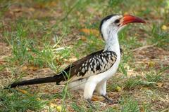 Northern Red-Billed Hornbill photo 1