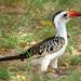 Northern Red-billed Hornbill - Photo (c) Gary Meaney, some rights reserved (CC BY-NC)