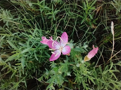 Spotted Evening Primrose (Oenothera canescens)