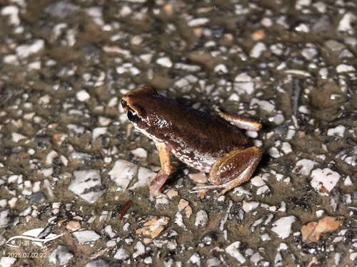 Micryletta inornata observed 2025-07-02