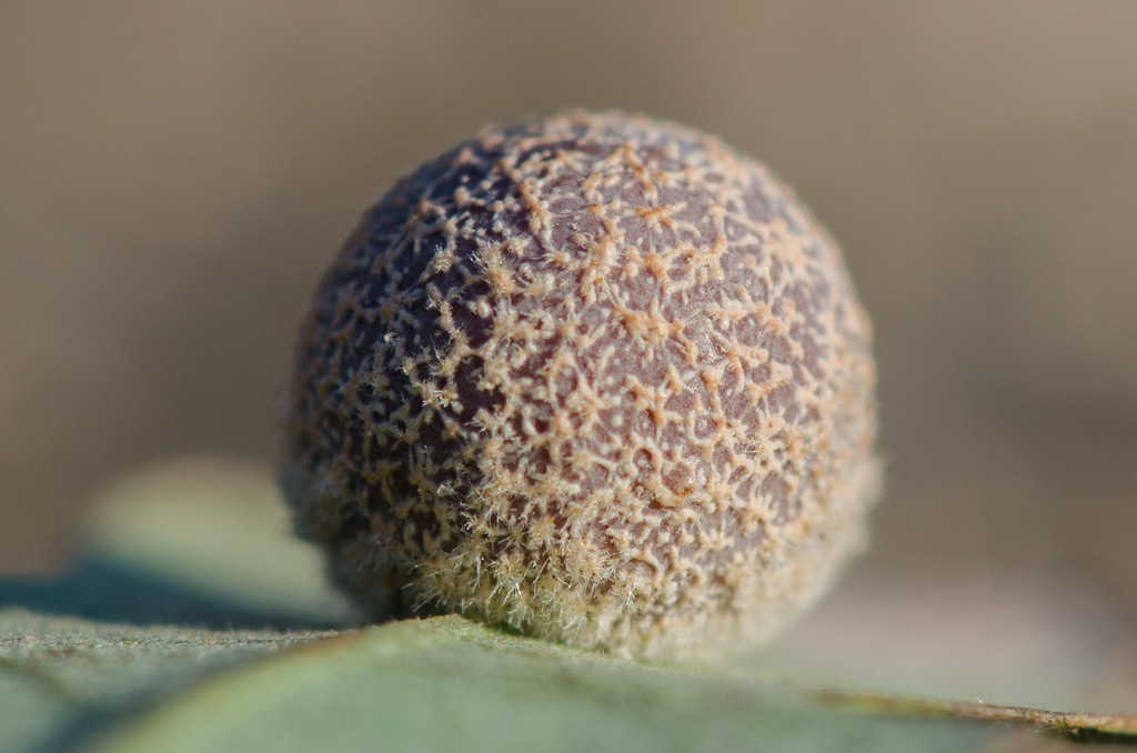 Gray Midrib Gall Wasp