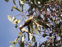 Melithreptus gularis