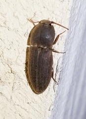 Agrypnus rectangularis