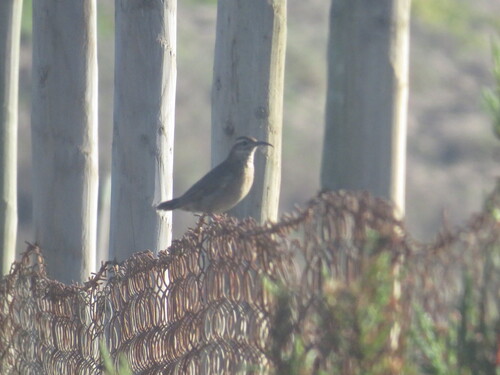 Patagonian Forest Earthcreeper (Upucerthia saturatior)