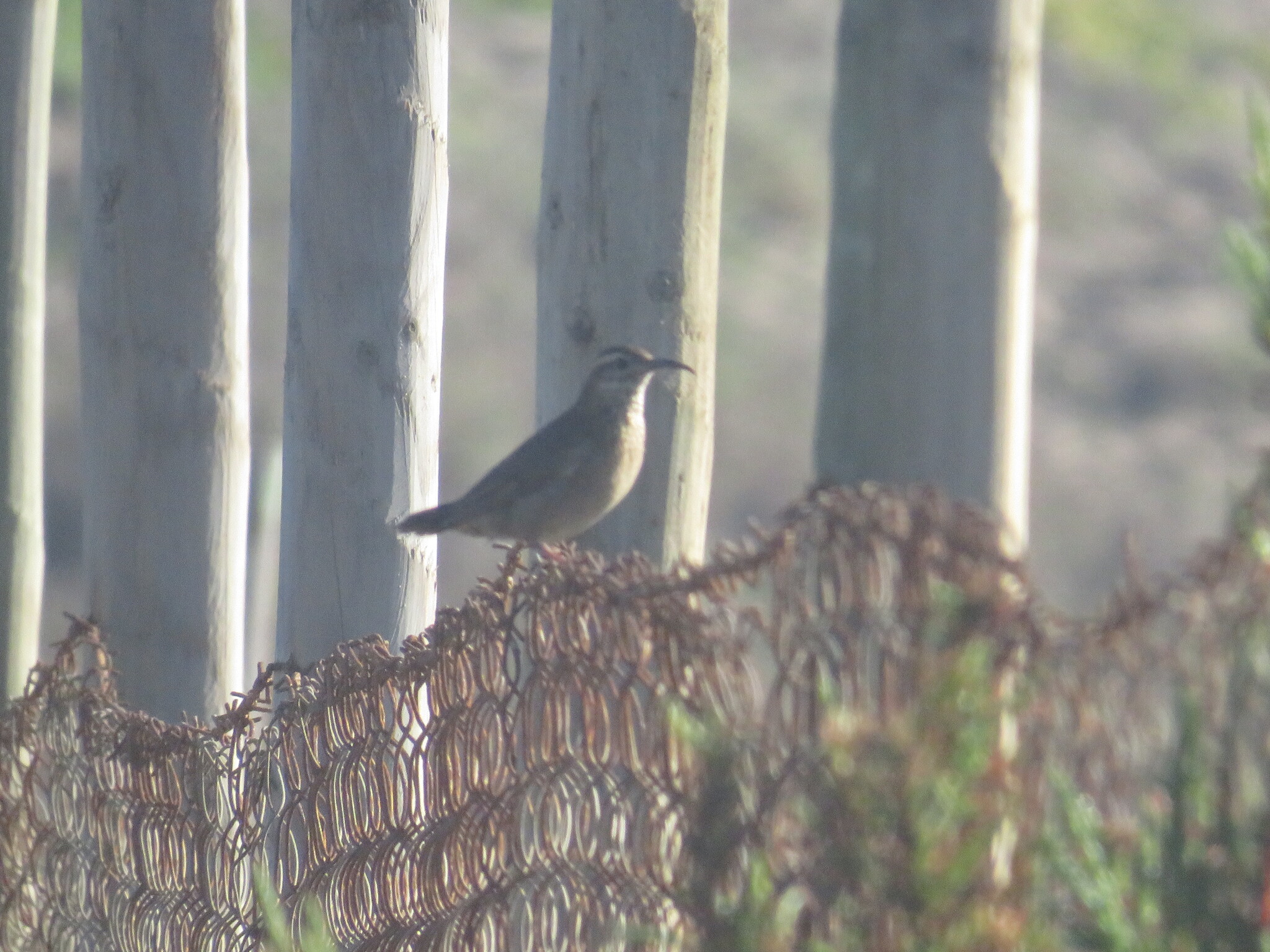 Patagonian Forest Earthcreeper (Upucerthia saturatior), photo 1