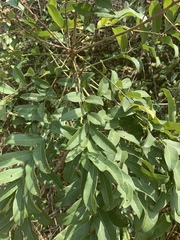 Deinbollia oblongifolia image
