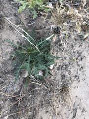 Engelmannia peristenia