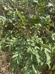 Deinbollia oblongifolia image