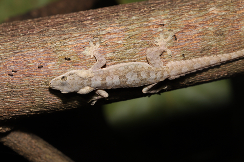 Flat-tailed House Gecko, photo 2 of 7