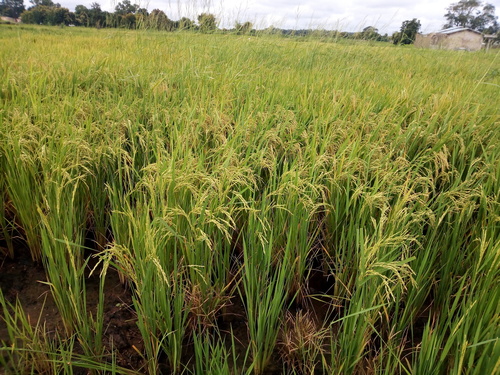 Asian Rice