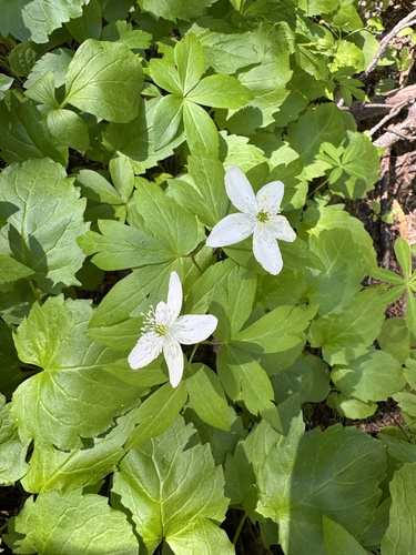 Anemonoides oregana
