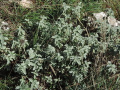 Marrubium incanum