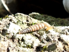 Image of Brachypodella dubia