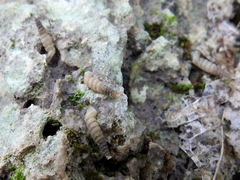Brachypodella dubia