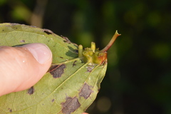 Craneiobia tuba