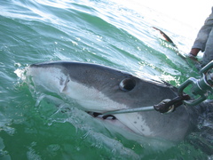 Tiger Shark