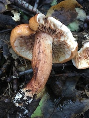 Tricholoma dryophilum