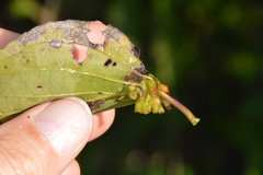 Craneiobia tuba