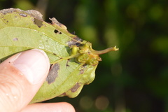 Craneiobia tuba