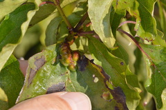 Craneiobia tuba