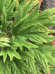Pelargonium citronellum