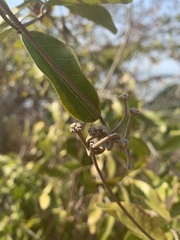 Ancylobothrys petersiana