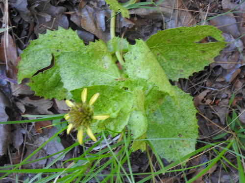 Louisiana nerveray (Tetragonotheca ludoviciana)