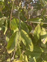 Ancylobothrys petersiana
