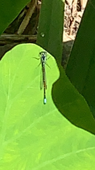 Ischnura cervula