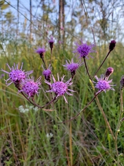 Carphephorus tomentosus