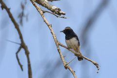 Oenanthe lugubris schalowi