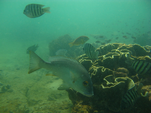 Blubberlip snapper (Lutjanus rivulatus) — Lutjanidae — 4