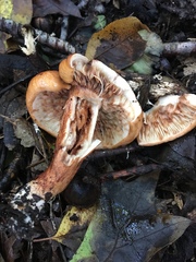 Tricholoma dryophilum