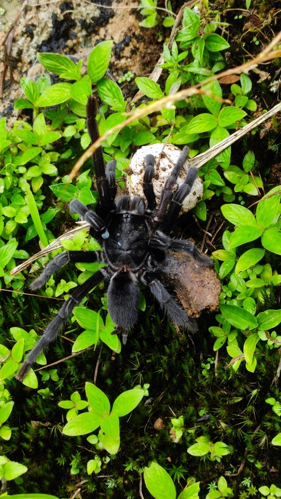 Chilobrachys fumosus