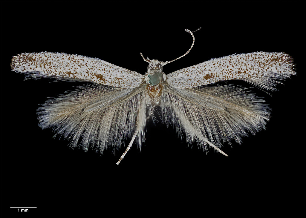 Epiphthora