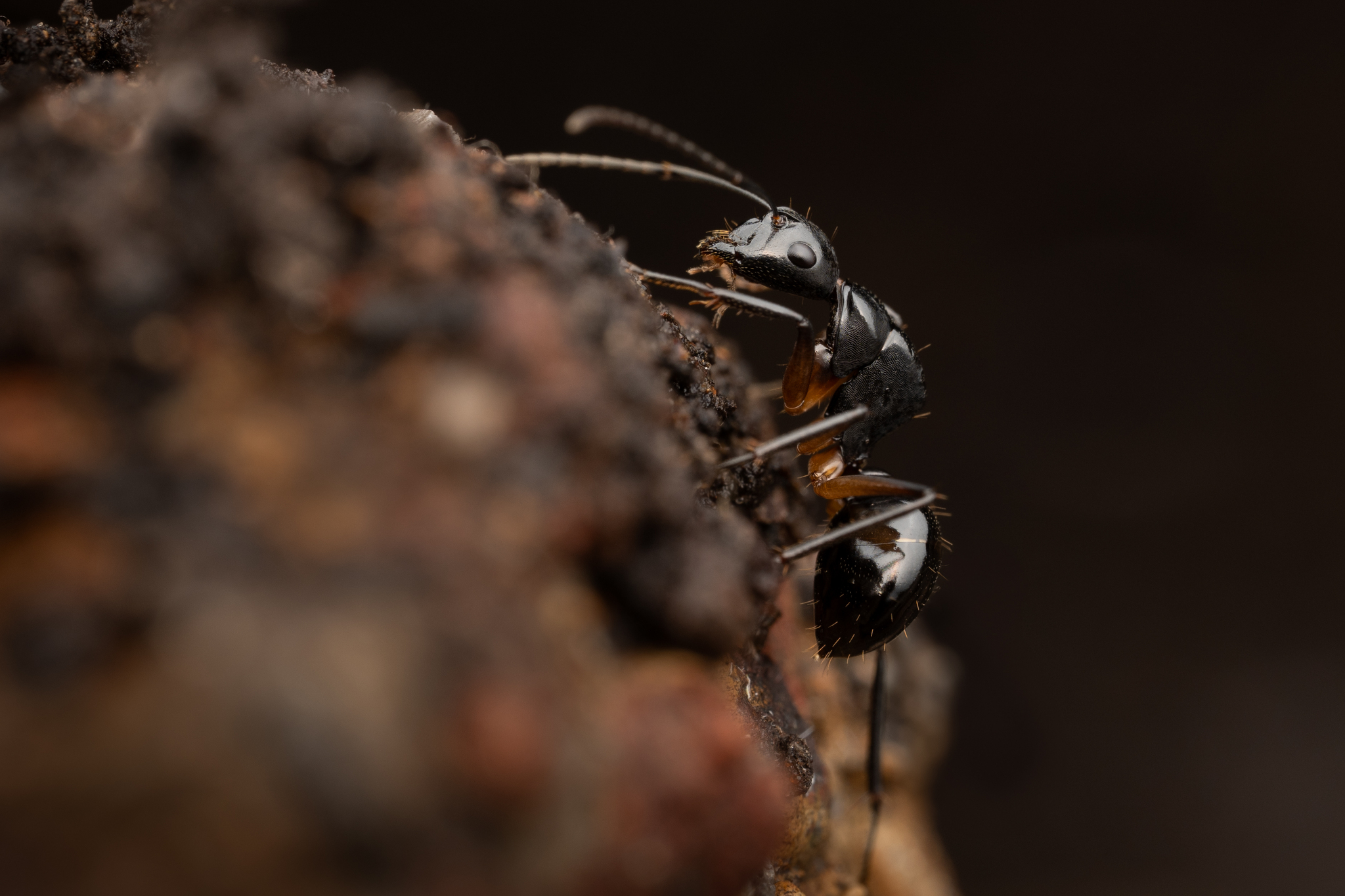Camponotus michaelseni