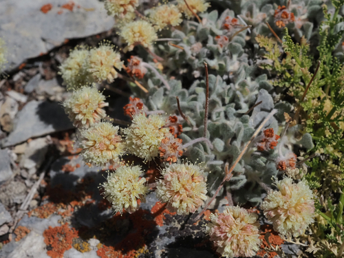 West Humboldt Buckwheat (Eriogonum anemophilum)