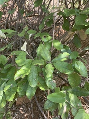 Brachylaena discolor