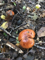 Tricholoma dryophilum
