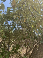 Brachylaena discolor