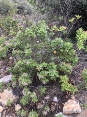 Pelargonium citronellum