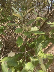 Brachylaena discolor