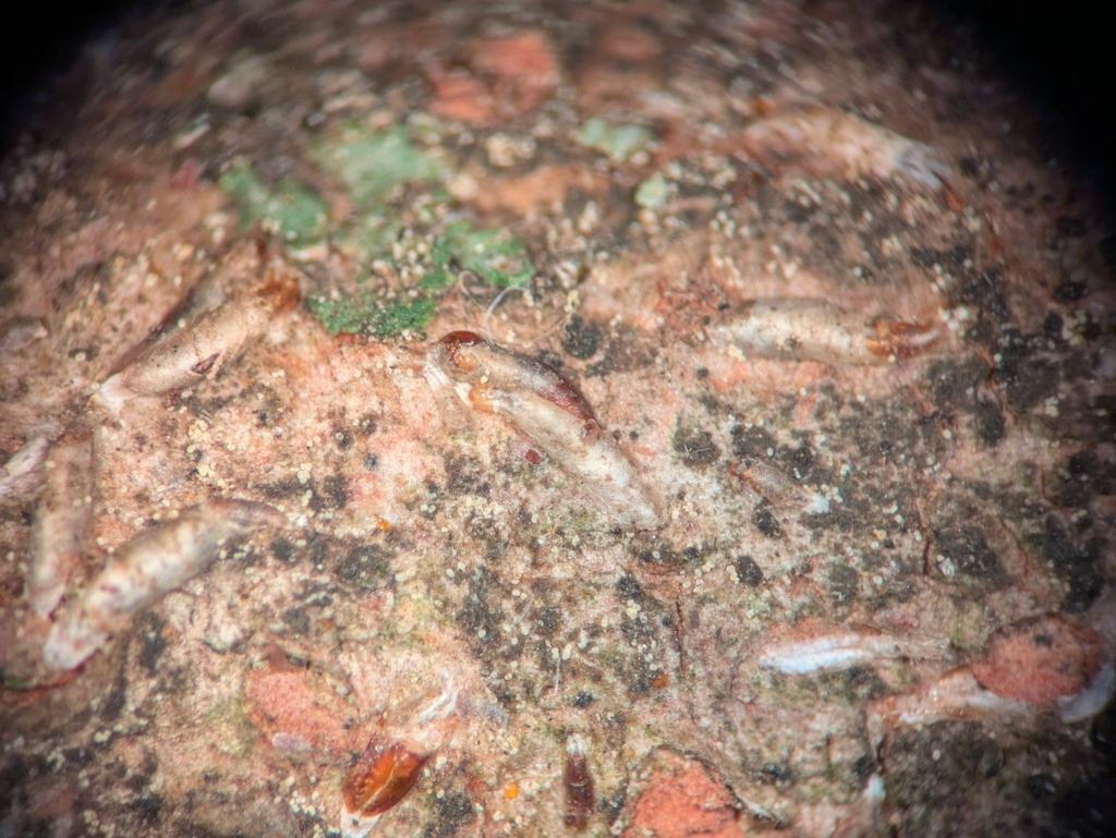 Neopinnaspis