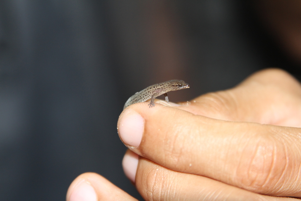 Townsend's dwarf sphaero