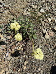 Eriogonum compositum