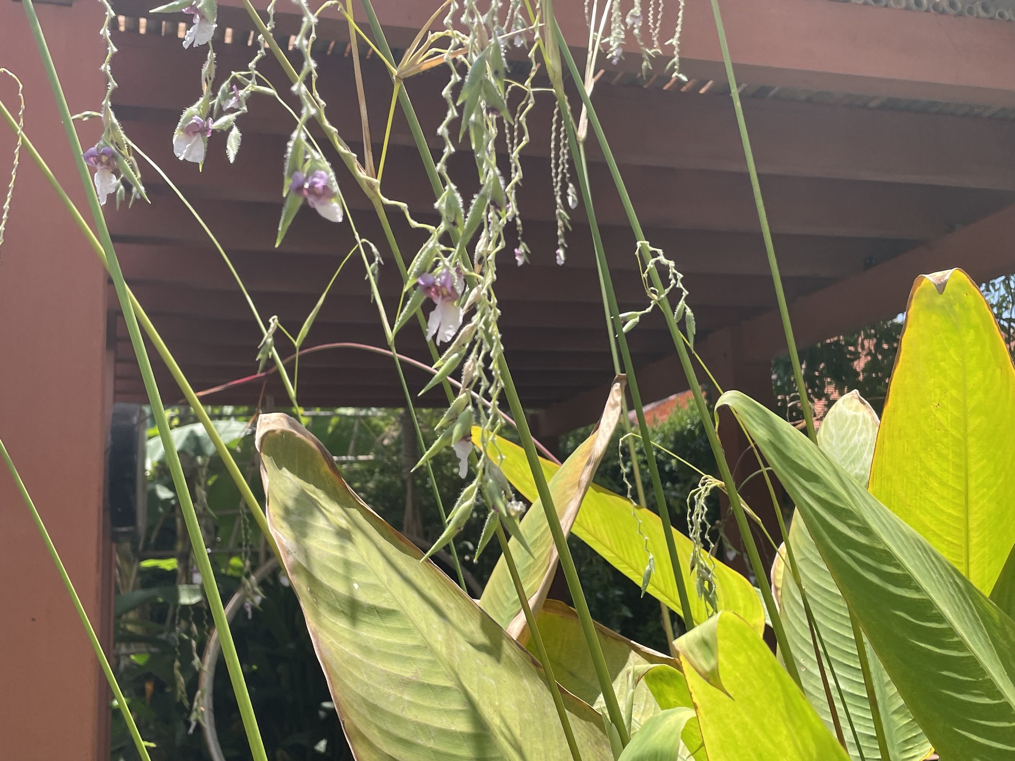 Thalia geniculata — ảnh 3