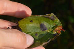Craneiobia tuba