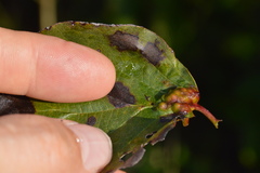 Craneiobia tuba