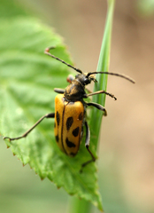 Brachyta interrogationis