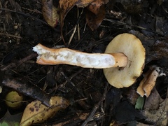 Gyroporus castaneus